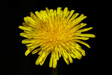 Yellow dandelion flowers. Close-up on an isolated background