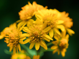 Six Pattern Roof Window as a gable window architecture