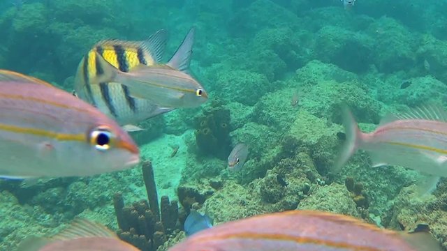 Fish school of  Yellowtail snapper (Ocyurus chrysurus) and sergeant major or p&iacute;ntano (Abudefduf saxatilis)