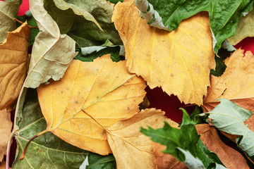 Fallen leaves, texture. The concept of autumn, top view