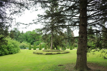 Obraz premium Big spruce in the Park