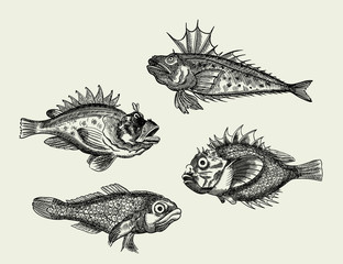 set of fishes, realistic black-white hand-drawn ink illustration