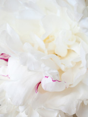 White peony flower
