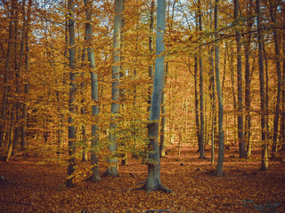 forest in autumn