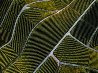Foto auf Acrylglas Weingarten Top down aerial view of a green summer vineyard at sunset in Rammersweier,Offenburg,Germany