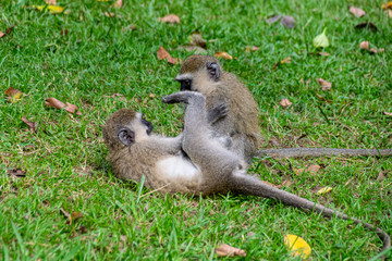 Rough and tumble as vervet monkey (Chlorocebus pygerythrus) play, Entebbe, Uganda