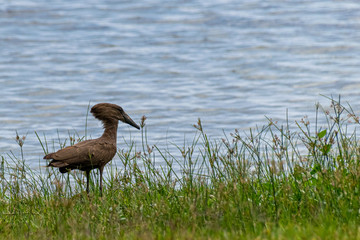  Hamerkop (Scopus umbretta) walking on the shore of Lake Victoria, Entebbe, Uganda