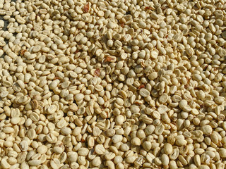 Coffee beans are drying at coffee farm, Thailand.