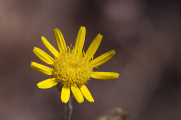 Dittrichia graveolens stinkwort or stinking fleabane plant of the family Compositae with yellow flowers sticky leaves
