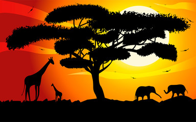 Sunset or Sunrise in Africa with the silhouettes of trees, grass, flying birds, elephants, giraffes, national home and native. The beautiful landscape of the African savannah