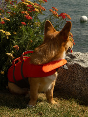 Corgie life in Lake Chelan Washington sitting next to orange and yellow flowers while in orange dog...