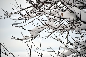 Snowy Tree Branches