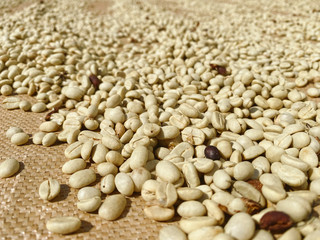 Coffee beans are drying at coffee farm, Thailand.