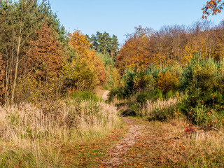 autumn in the park