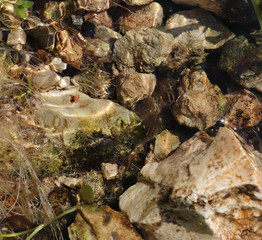 stones and water