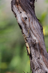 Female praying mantis (Mantis religiosa) sitting on a tree close-up