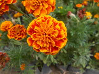Marigold flowers captured with plants on background.