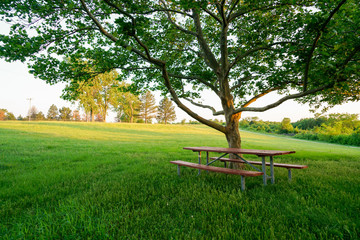 bench in the park