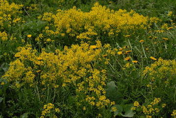 field of dandelions