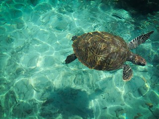 caribean marine turtle