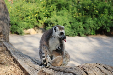 Lemur dabbles