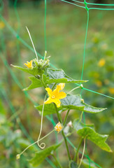 Cucumber plant. Yellow flowers and green leaves
