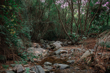 stream in the forest