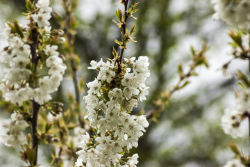textura fondo de flore blancas
