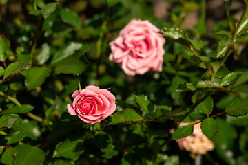 Pink Roses