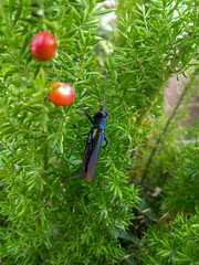 tomato on grass