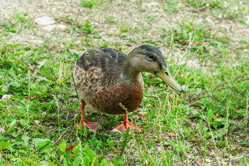 Duck in a Park, close up