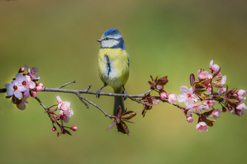 Blue tit (Cyanistes caeruleus) on a branch with pink flowers on a beautiful day in may.