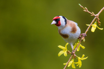 European Goldfinch (Carduelis carduelis) - obrazy, fototapety, plakaty