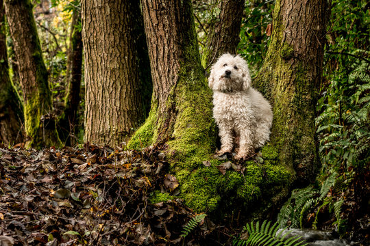 caniche subido en arbol