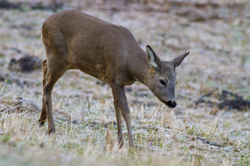 European roe deer (Capreolus capreolus)