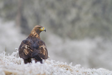 A Golden Eagle (Aquila chrysaetos) sitting in a field with snow on the ground..