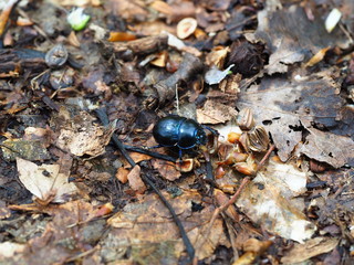 beetle on leaf