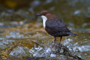 Eurasian White-fronted Dipper (C cinclus).