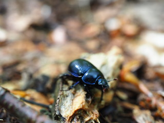 beetle on leaf