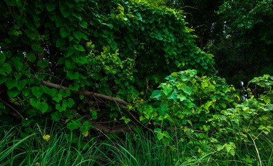 Countryside small forest