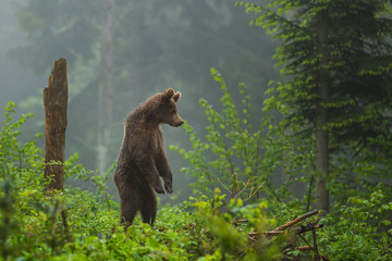 Brown bear in Vysoke Tatry mountains in Slovakia - Ursus arctos