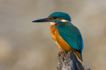 Common kingfisher (Alcedo atthis)Landscape format,female,perched against a diffuse pale brown background,