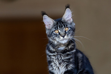Maine Coon Katze