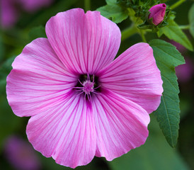 Naklejka premium Pink lavatera (mallow) flower