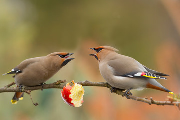 Bohemian Waxwing (Bombycilla garrulus)