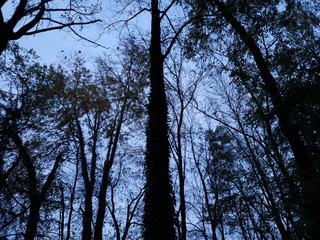 trees and sky