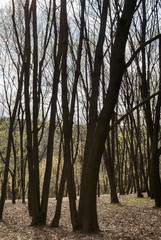 Leafless forest in early spring.