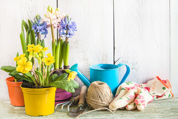 Spring gardening concept. Spring flowers in the pots, yellow primrose, hyacinth flowers, watering can, rope, gardening tools and gloves on the white paint wooden background. Top view, copy space