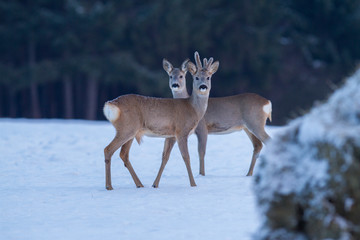 Roe deer Capreolus capreolus in winter. Roe deer with snowy background. Wild animal walking in snow..