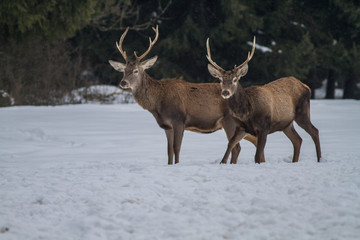 Naklejka na ściany i meble Red Deer Stag In Winter. Winter Wildlife Landscape With Herd Of Deer (Cervus Elaphus).
